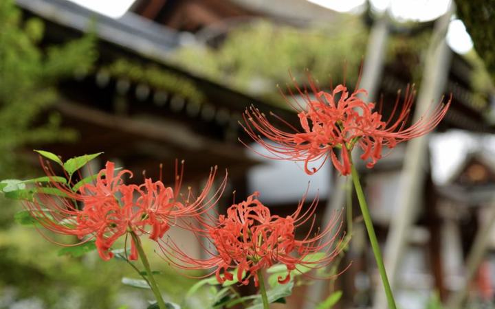 神社境內的彼岸花