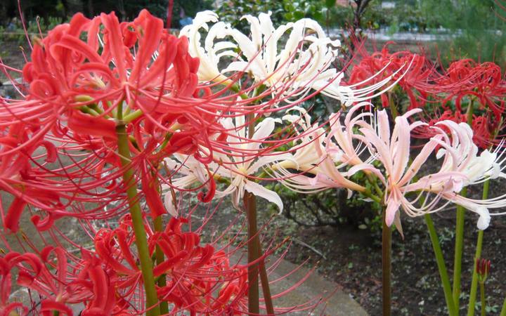 紅色與白色的彼岸花