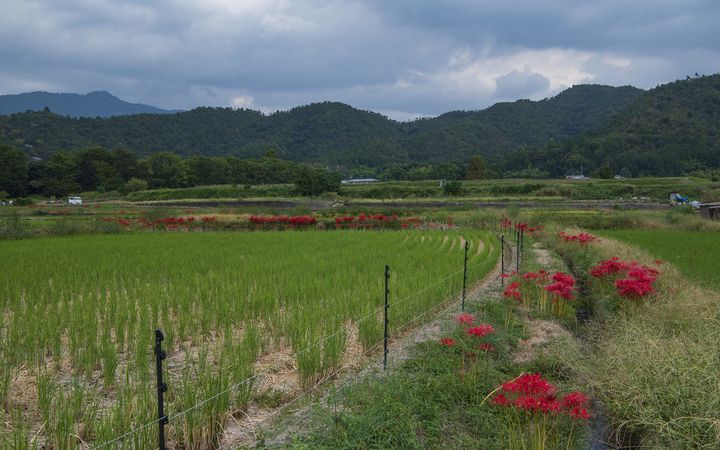 嵯峨野的稻田與田埂上成排的紅色彼岸花,遠處是山