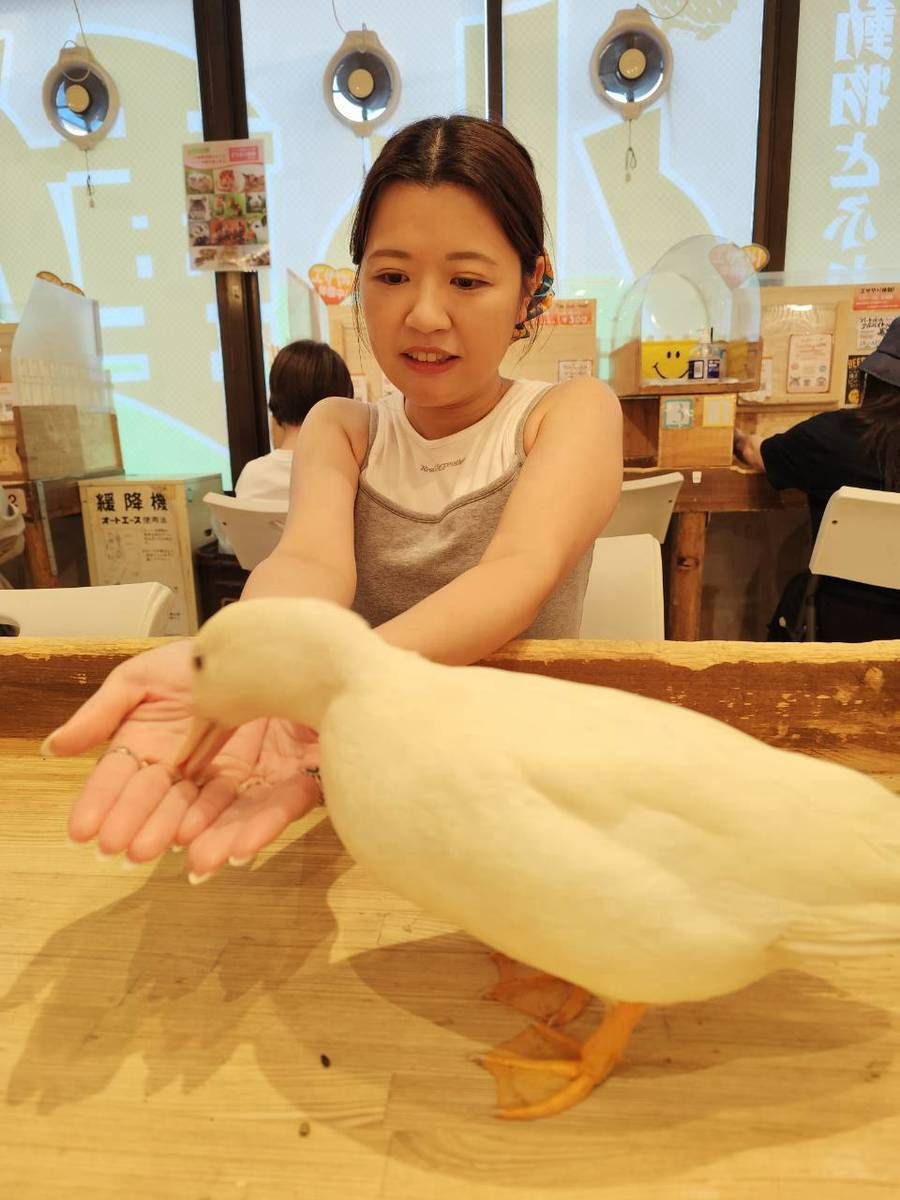 小妹伸手，面前一隻白鴨